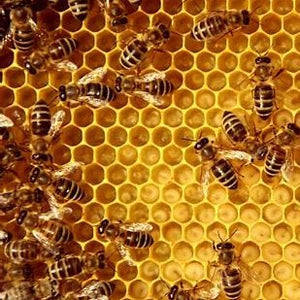 10 Ways to Save the Bees